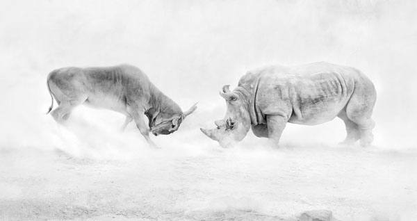 Photograph Juan Luis Duran Combat on One Eyeland